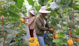 成县的网红瓜在哪里吃,品味当地特色美食之旅